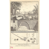 OEconomie Rustique, - Culture et Arsonnage du Coton.