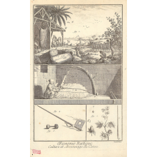 OEconomie Rustique, - Culture et Arsonnage du Coton.