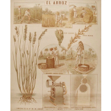 Tableau mural. El arroz.