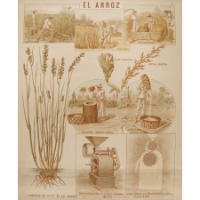Tableau mural. El arroz.