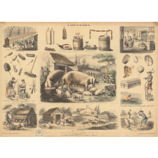 Le cochon et ses produits.