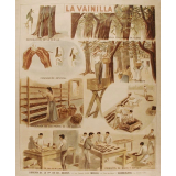 Tableau mural. La vainilla.