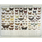 Le Collectionneur de papillons.