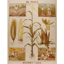 Tableau mural. El maiz.