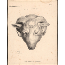 Un guerrier caché sous… la peau d'un mouton. Pl. 459.