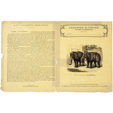 Les Éléphants - Histoire naturelle n°35.