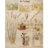 Tableau mural. El arroz.