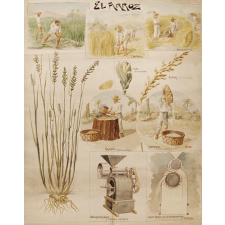 Tableau mural. El arroz.