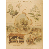 Tableau mural. La quina.