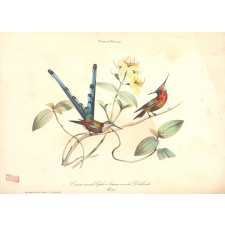 L'Oiseau-mouche Sapho et l'oiseau-mouche Delande. Oiseaux d'Amérique.