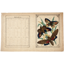 Le Papillon à tête de mort - La teigne de chêne - L'apollon.