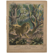 Chasse au lion d'Afrique - La chasse n°3.