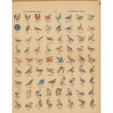 Différents oiseaux. 115. Verscheidene Vogels.