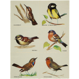 Planche de bons points. Les oiseaux