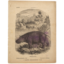 L'Hippopotame - Histoire naturelle n°49.