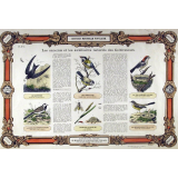 Histoire Naturelle Populaire : Pl. N° 5- Les ennemis et les auxillaires naturels des Cultivateurs publié par ordre du Ministre de l'Instruction Publique pour les Écoles primaires, cours d'adultes, etc.