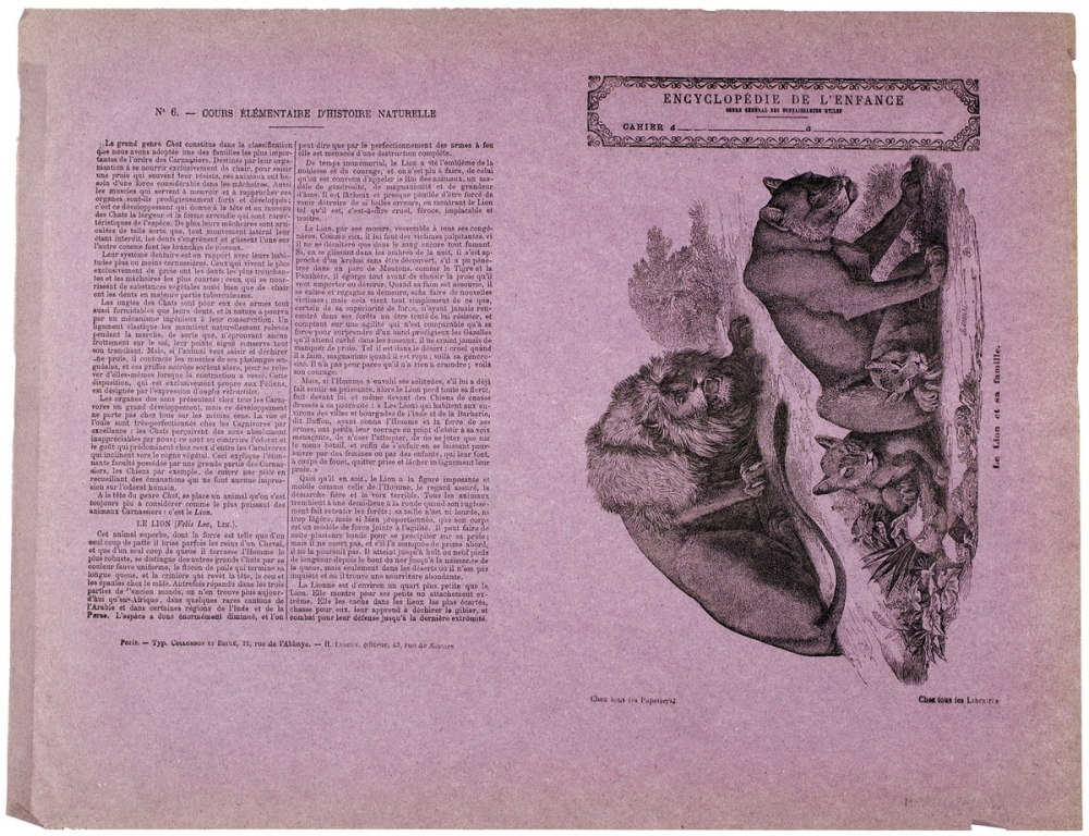 Le Lion et sa famille - Histoire naturelle n°6. 