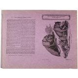 Le Lion et sa famille - Histoire naturelle n°6. 