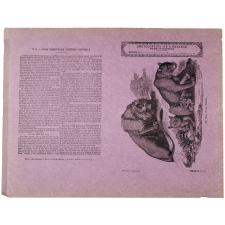 Le Lion et sa famille - Histoire naturelle n°6.