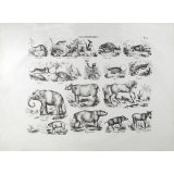 Tableau mural. Histoire Naturelle mise à la portée des enfants. Planche 4. Mammifères.