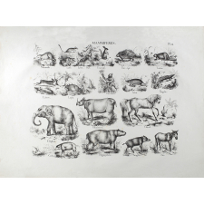 Tableau mural. Histoire Naturelle mise à la portée des enfants. Planche 4. Mammifères.