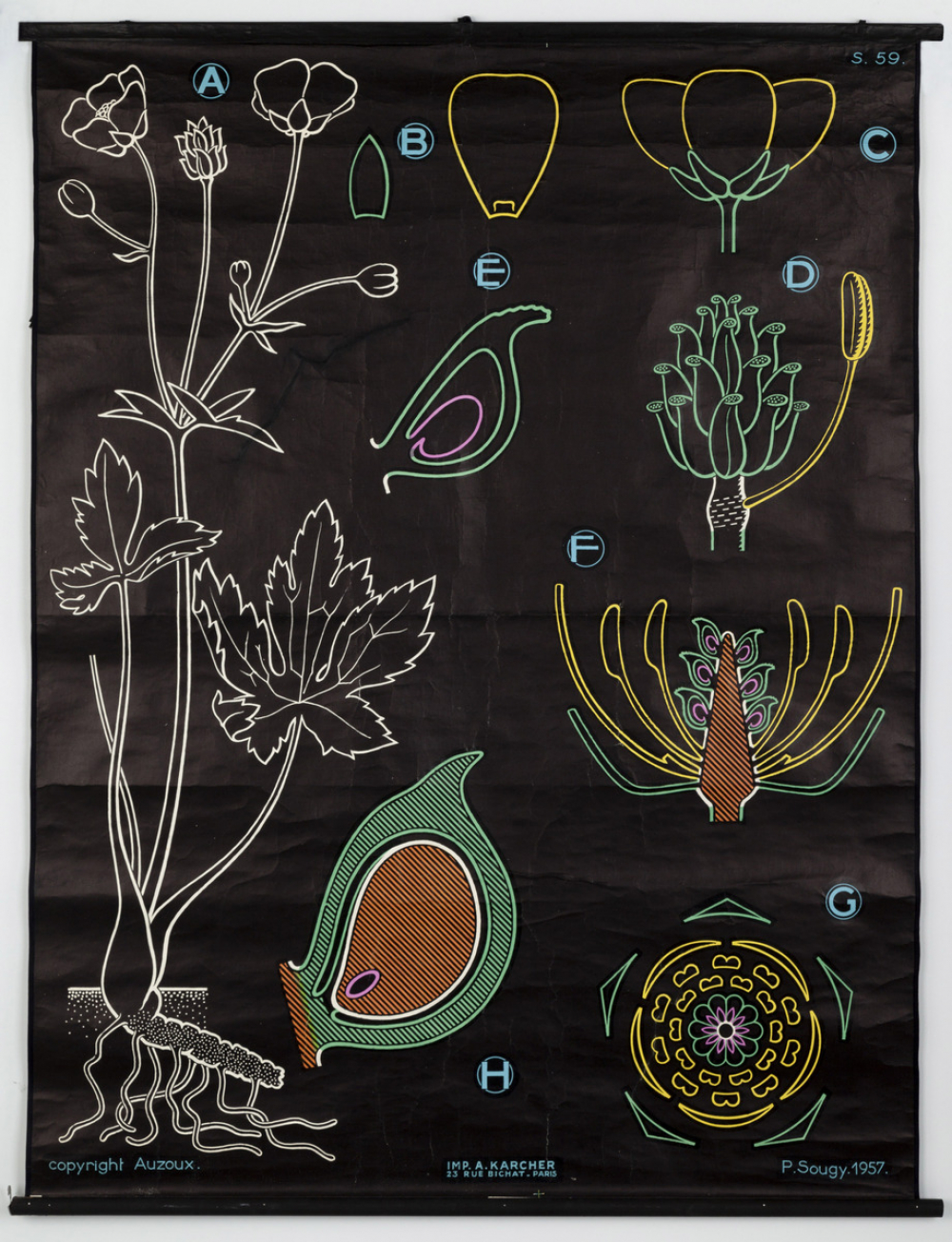 Fleurs
