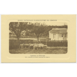 Ecole nationale d'agriculture de Grignon - Agneaux au pâturage.