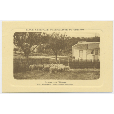 Ecole nationale d'agriculture de Grignon - Agneaux au pâturage.