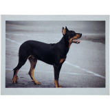 Le Beauceron
