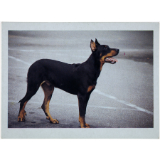 Le Beauceron