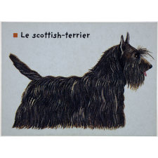 Le scottish-terrier