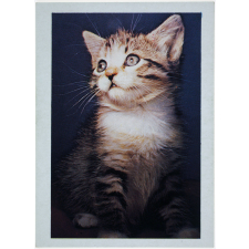 Le chat tigré