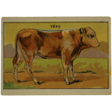 Image à collectionner. Veau.