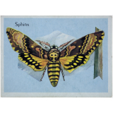 Le sphinx.