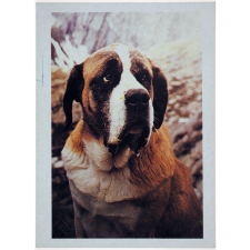 Le Saint-Bernard