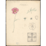 Cosmos. 
