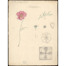 Cosmos. 

