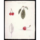 Étude de cerises. 