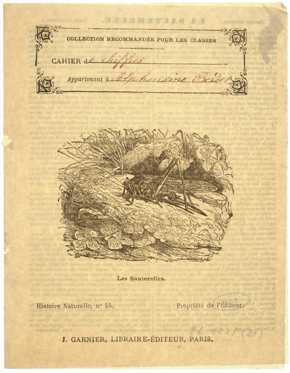 Les Sauterelles - Histoire naturelle n°55.