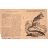 L'Hélamys ou lièvre sauteur - Histoire naturelle n°21. 