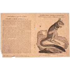 L'Hélamys ou lièvre sauteur - Histoire naturelle n°21.