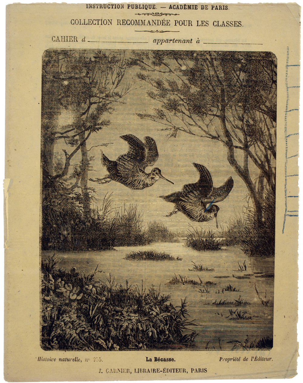 La Bécasse - Histoire naturelle n°255.