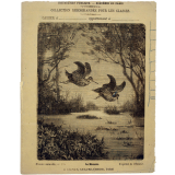 La Bécasse - Histoire naturelle n°255.
