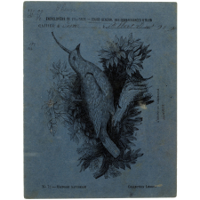 L'Araponga caronculé - Histoire naturelle n°72. 