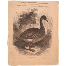 L'Oie sauvage.