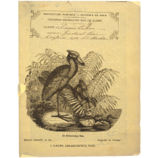 Le Balœniceps Rex - Histoire naturelle n°311.