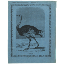 L'Autruche.