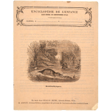 Ornithorhynques - Histoire naturelle n°31. 