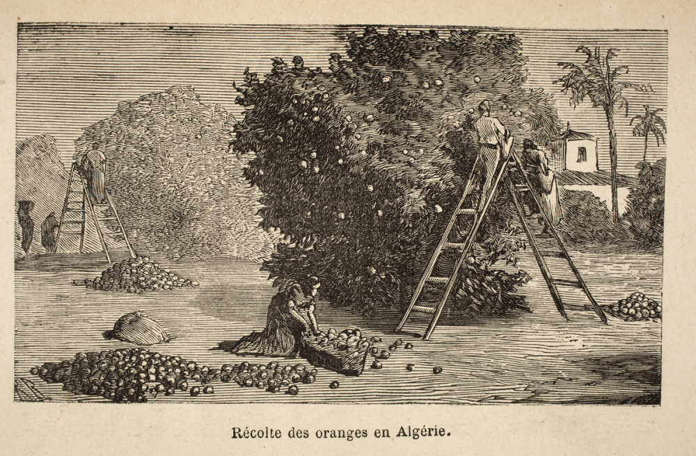 Un Coin de l'Algérie.