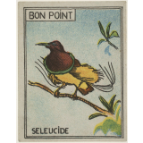 Séleucide : un oiseau